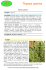 Thymus vulgaris - Piante spontanee in cucina.info