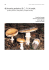 48.Amanita pantherina - Provincia di Venezia