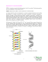 Esperienza 9: estrazione del DNA
