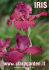 CLARAGARDENc/o VIVAI BILANCIONI