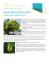 scheda sull`albero della pioggia dorata (Koelreuteria Paniculata)