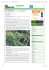 MATERIALE TESTO ESPOSITIVO MENU`:“Riso Oryza sativa L