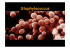 Staphylococcus