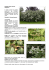 Deutzia scabra - Pro Loco Sovico