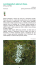 Valori e rarità della flora ligure