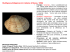 Ruditapes philippinarum