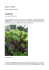 Il genere Aeonium