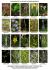 flora protetta raccolta regolamentata