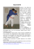 harai-goshi - bisibudo.net