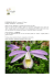 PLEIONE KILAUEA