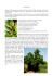GIUGGIOLO Il giuggiolo (Zizyphus sativa), originario della Cina, è