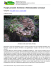 Funghi parassiti: Armillaria e Heterobasidion annosum
