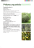 Phillyrea angustifolia/////////////// Phillyrea angustifolia
