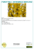 Scheda Forsythia x intermedia week-end