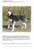 Diabolik husky occhi di ghiaccio