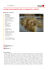 (cibook \226 libere ricette in cucina \273 Pierogi ruskie \(mezzelune