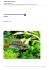 Apistogramma macmasteri