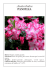 Azalea Indica PANFILIA - Le Solite Piante Insolite