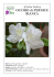 Azalea Indica OCCHIO di PERNICE BIANCA