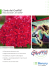L`arte dei Graffiti! Pentas lanceolata F