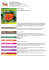 Zinnia angustifolia Zinnia angustifolia var. Profusion