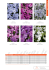 Phlox subulata | DÜMMEN ORANGE SPRING