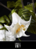giorgioeffe - WordPress.com