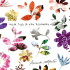 mille fiori in una promessa