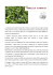 La Camellia Sinensis