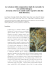 Artemisia arborescens - Accademia delle arti erboristiche