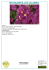 Scheda Bougainvillea