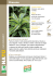 Dracena - Vigorplant
