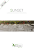 SUNSET - Rondine Group