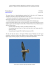 LANNER FALCON (Falco biarmicus)
