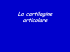 cartilagine anatomia