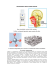 cellfood® silica plus gocce.