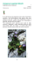 Valori e rarità della flora ligure