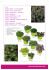 Sedum album - Coral Carpet Sedum nevii