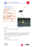 BARN SWALLOW