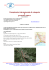 Campionato interregionale di categoria