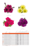Petunia | SURPRISE