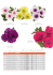 Petunias | RED FOX SURPRISE