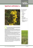 038 Hypericum perforatum L.