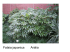 Fatsia japonica Aralia