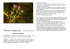 Thymus longicaulis Famiglia LAMIACEAE