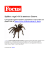 Focus Spiders