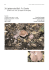 24.Lepista nuda (Bull.: Fr.) Cooke