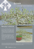 shohin - Scuola d`Arte Bonsai