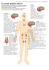 Le principali ghiandole endocrine