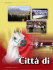 SHOWS AND EVENTS 302 | TUTTO ARABI
